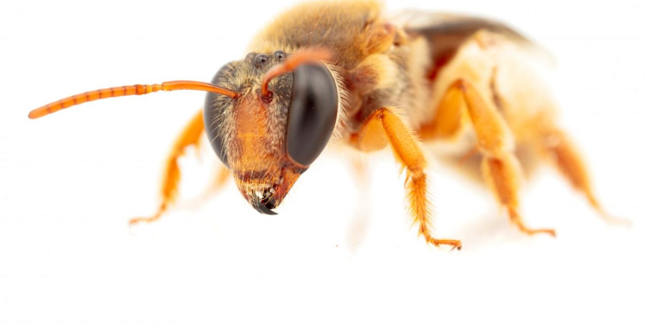 Close up image of eepenia bituberculatav a night foraging bee