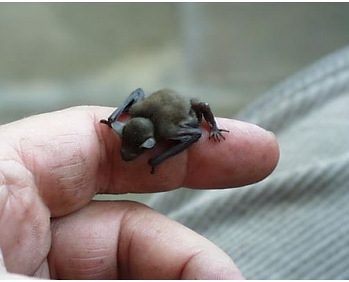 Tiny bumble bee bat or the Kittiâ€™s Hog-nosed Bat