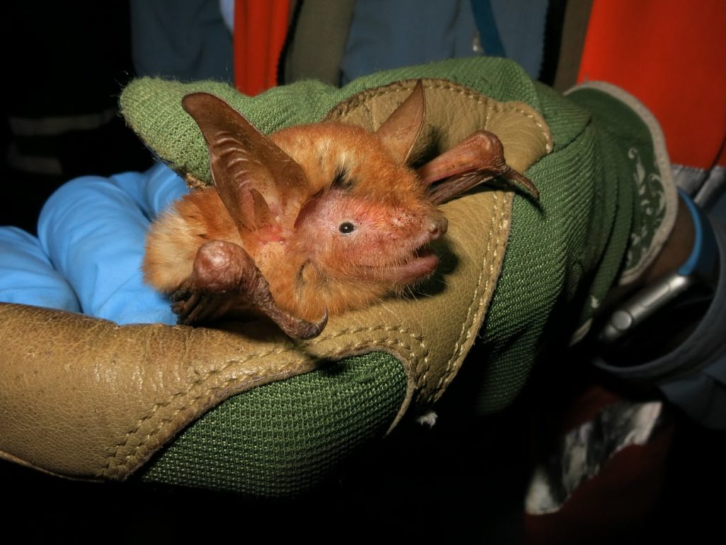 Myotis nimbaensis bat Courtesy of Bat Conservation International