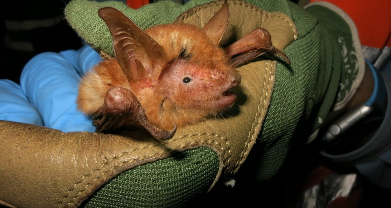 Myotis nimbaensis bat Courtesy of Bat Conservation International
