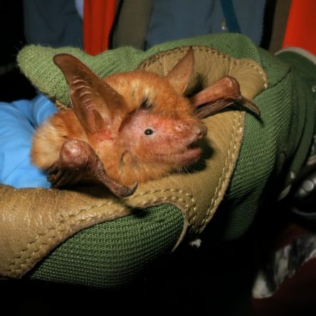 Myotis nimbaensis bat Courtesy of Bat Conservation International