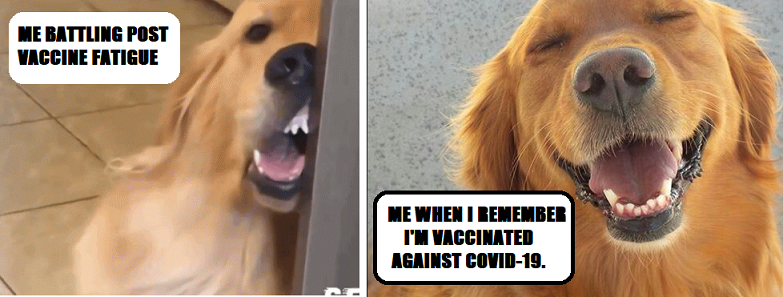 Meme dog on left has fatigue after vaccine dog on right is elated to have had the vaccine